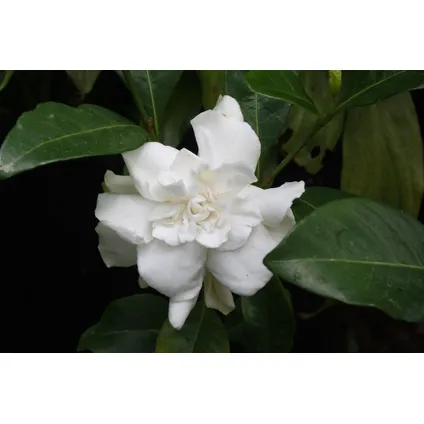 Gardenia Jasminoides - Set van 2 - Jasmijn - Pot 13cm - Hoogte 20-30cm 3