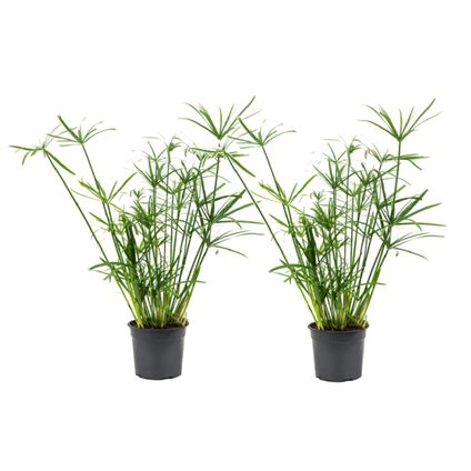 Cyperus alternifolius - Set van 2 - Parapluplant - Pot 14cm - Hoogte 40-50cm