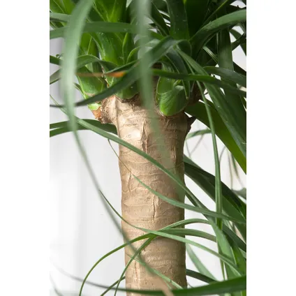 Beaucarnea recurvata - Robuuste stam - Pot 32cm - Hoogte 120-130cm 2