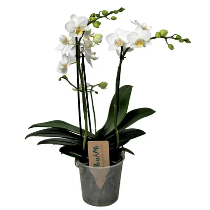 Phalaenopsis Multiflora - Orchidée Blanc - Pot 12cm - Hauteur 35-45cm