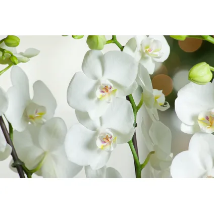 Phalaenopsis Multiflora - Orchidee Wit - Pot 12cm - Hoogte 35-45cm 2