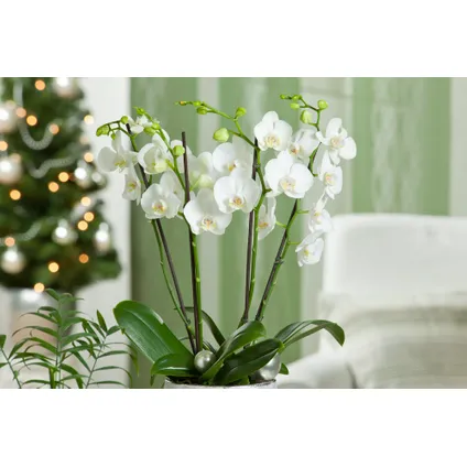 Phalaenopsis Multiflora - Orchidee Wit - Pot 12cm - Hoogte 35-45cm 6
