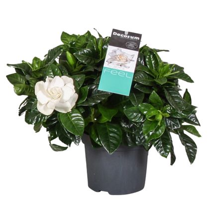 Gardenia Jasminoides - Witte bloemen - Jasmijn - Pot 13cm - Hoogte 20-30cm