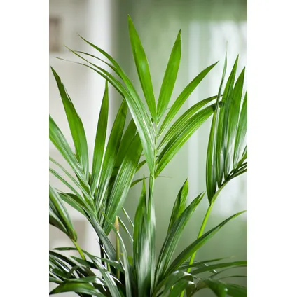 Howea Forsteriana - Kentiapalm - XL kamerplant - Pot 21cm - Hoogte 130-140cm 2
