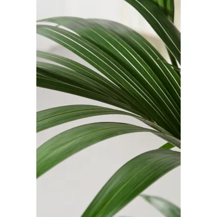 Howea Forsteriana - Kentiapalm - XL kamerplant - Pot 21cm - Hoogte 130-140cm 3
