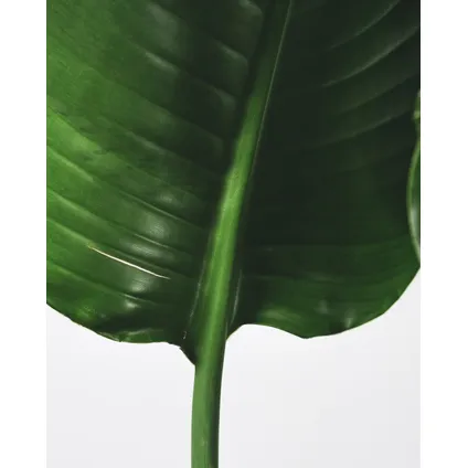 Strelitzia Nicolai - Paradijsvogelbloem - Kamerplant - Pot 28cm Hoogte 150-170cm 2