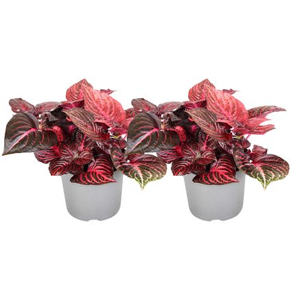 Iresine Herbstii 'Red' - Set van 2 - Biefstukplant - Pot 13cm - Hoogte 20-30cm
