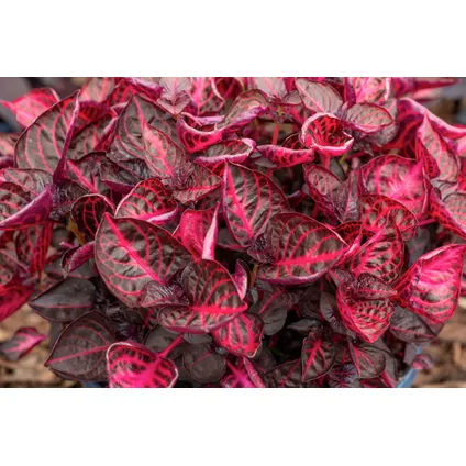 Iresine Herbstii 'Red' - Set van 2 - Biefstukplant - Pot 13cm - Hoogte 20-30cm 3