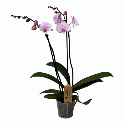 Phalaenopsis - Orchidée rose - Pot 12cm - Hauteur 50-60cm