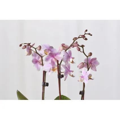 Phalaenopsis - Orchidee Roze - Pot 12cm - Hoogte 50-60cm 2