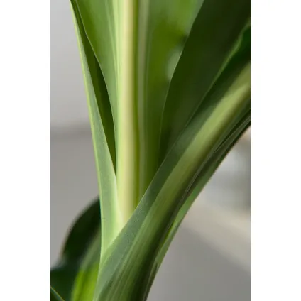 Dracaena fragrans Cintho - Drakenboom - Pot 24cm - Hoogte 140-150cm 3
