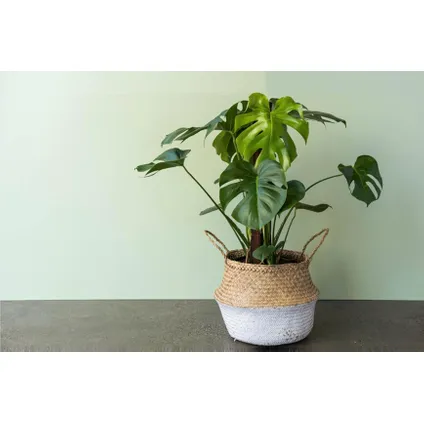 Monstera deliciosa XL - Gatenplant - Pot 21cm - Hoogte 70-80cm 6