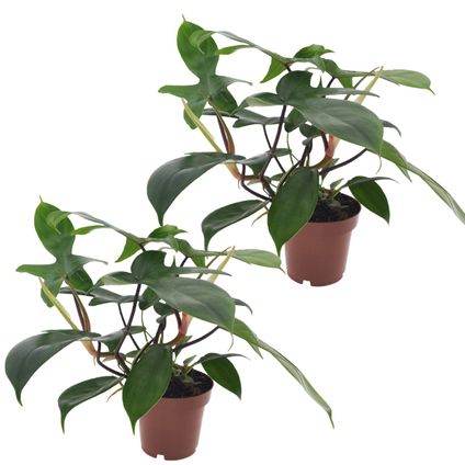 Philodendron 'Florida Groen' - Set van 2 - Pot 12cm - Hoogte 20-30cm