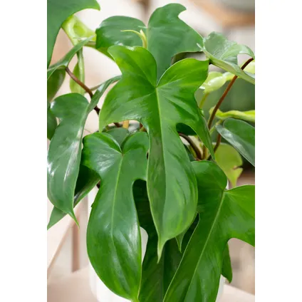Philodendron 'Vert de Floride' - Set de 2 - Pot 12cm - Hauteur 20-30cm 2