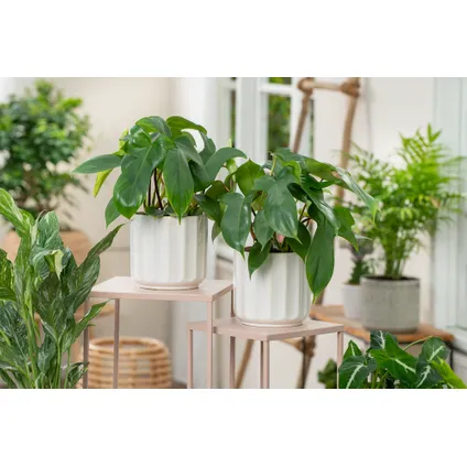 Philodendron 'Vert de Floride' - Set de 2 - Pot 12cm - Hauteur 20-30cm 3