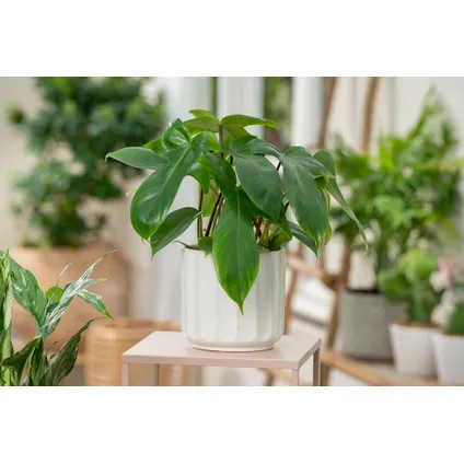 Philodendron 'Vert de Floride' - Set de 2 - Pot 12cm - Hauteur 20-30cm 4