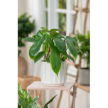 Philodendron 'Vert de Floride' - Set de 2 - Pot 12cm - Hauteur 20-30cm 5