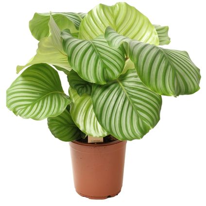 Calathea Orbifolia - Pauwenplant - Pot 21cm - Hoogte 55-60cm