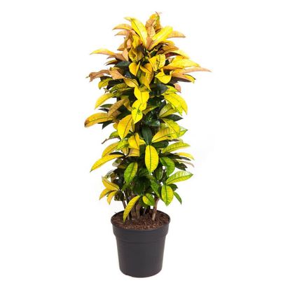 Codiaeum variegatum - Croton - Codiaeum Iceton - Pot 31cm - Hoogte 140-150cm