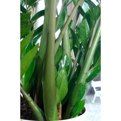 Zamioculcas Emerald - ZZ-plant - Kamerplant - Pot 21cm - Hoogte 70-80cm 3
