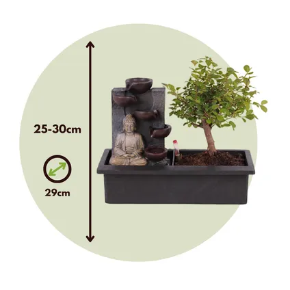 Bonsaiboompje met Easy-care watersysteem - Buddha - Hoogte 25-35cm 2