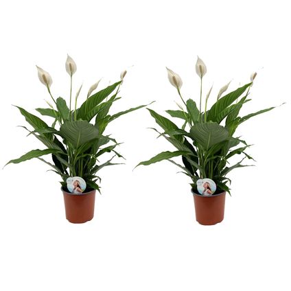 Spathiphyllum Lima - Lepelplant - Set van 2 - Pot 17cm - Hoogte 60-75cm