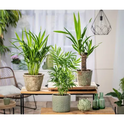 Mini-Palmen - Set van 3 stuks - Kamerplanten - Pot 12cm - Hoogte 30-40cm 4