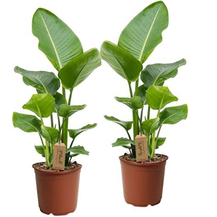 Strelitzia Nicolai - Set van 2 - Groene kamerplant - Pot 17cm - Hoogte 55-70cm