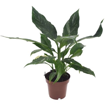 Spathiphyllum Diamond - Lepelplant - Luchtzuiverend - Pot 12cm - Hoogte 40-50cm