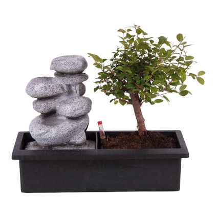 Bonsaiboom met Easy-care watersysteem - Zen stenen - Hoogte 25-35cm
