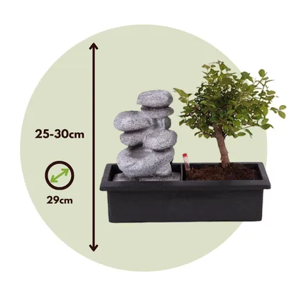 Bonsaiboom met Easy-care watersysteem - Zen stenen - Hoogte 25-35cm 2