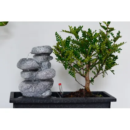 Bonsaiboom met Easy-care watersysteem - Zen stenen - Hoogte 25-35cm 3