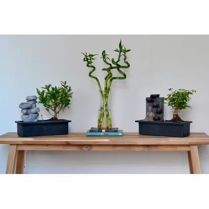 Bonsaiboom met Easy-care watersysteem - Zen stenen - Hoogte 25-35cm 4