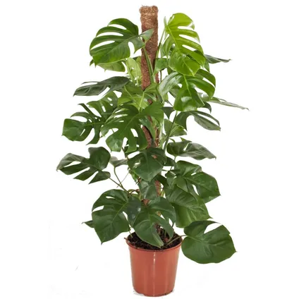 Monstera Deliciosa - Plante trouée - Pot 24cm - Hauteur 120-130cm