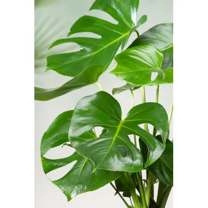 Monstera Deliciosa - Gatenplant - Pot 24cm - Hoogte 120-130cm 2