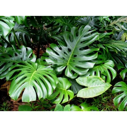 Monstera Deliciosa - Gatenplant - Pot 24cm - Hoogte 120-130cm 4
