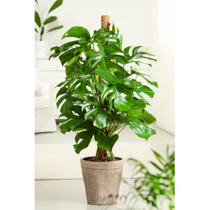 Monstera Deliciosa - Gatenplant - Pot 24cm - Hoogte 120-130cm 5