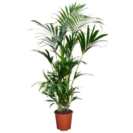 Kentia Palm - Howea Forsteriana - Pot 18cm - Hoogte 90-100cm