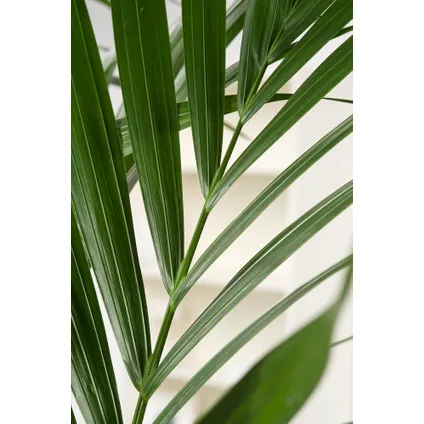 Howea Forsteriana - Kentiapalm - Pot 18cm - Hoogte 90-100cm 2