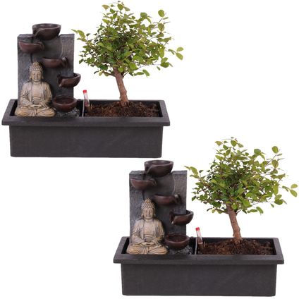Bonsaiboompje met Easy-care watersysteem - Set van 2 - Boeddha - Hoogte 25-35cm