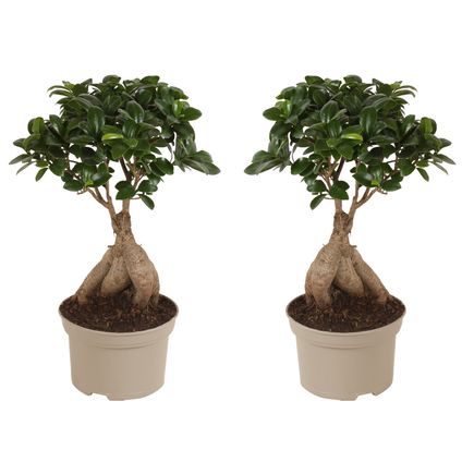 Ficus Ginseng - Japanse Bonsai - Set van 2 - Pot 12cm - Hoogte 30-40cm