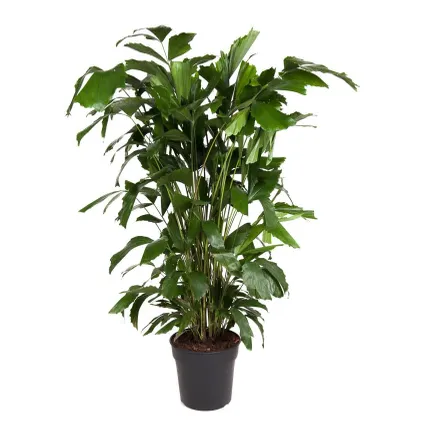 Caryota mitis - Groene kamerplant - Pot 27cm - Hoogte 120-130cm