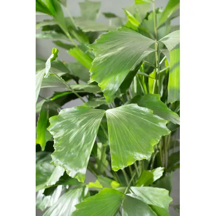 Caryota mitis - Groene kamerplant - Pot 27cm - Hoogte 120-130cm 2