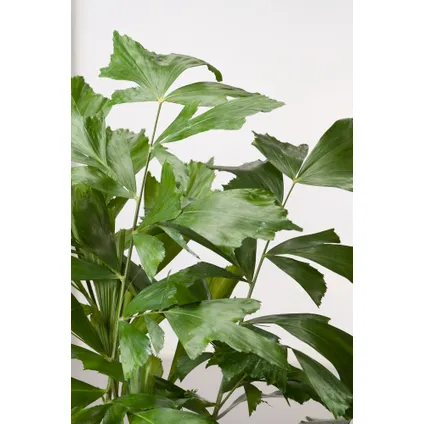 Caryota mitis - Groene kamerplant - Pot 27cm - Hoogte 120-130cm 3