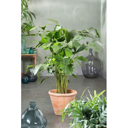 Caryota mitis - Groene kamerplant - Pot 27cm - Hoogte 120-130cm 4