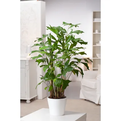 Caryota mitis - Groene kamerplant - Pot 27cm - Hoogte 120-130cm 5
