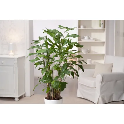 Caryota mitis - Groene kamerplant - Pot 27cm - Hoogte 120-130cm 6