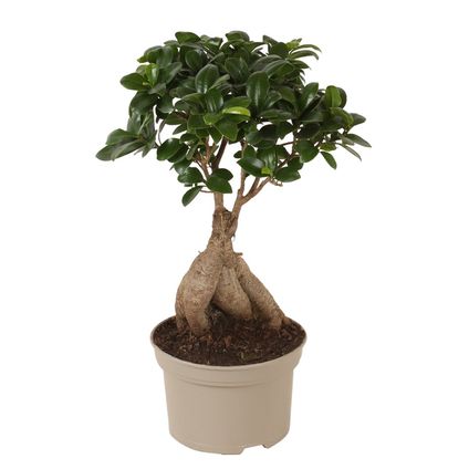 Bonsaï Ficus Ginseng - Plante d'intérieur - Pot 12cm - Hauteur 30-40cm