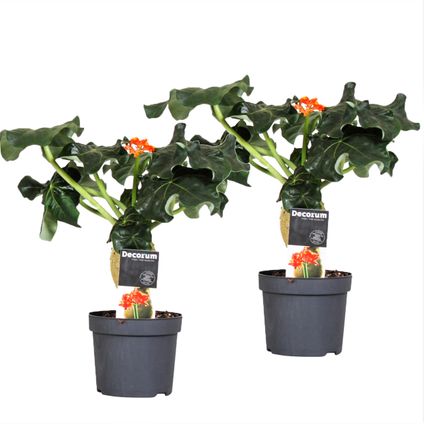 Jatropha Podagrica - Set van 2 - Tropische plant - Pot 13cm - Hoogte 25-45cm