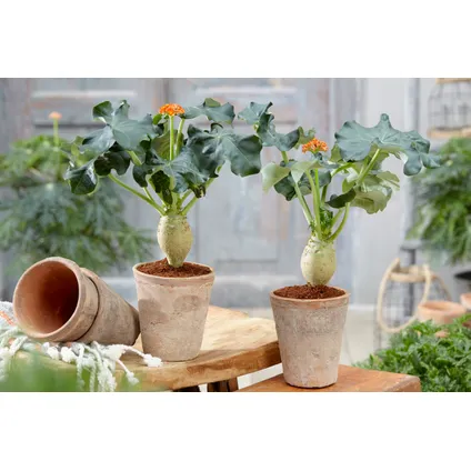 Jatropha Podagrica - Set van 2 - Tropische plant - Pot 13cm - Hoogte 25-45cm 4